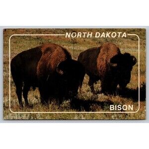 Postcard North Dakota American Bison Theodore Roosevelt National Park c1980s ND